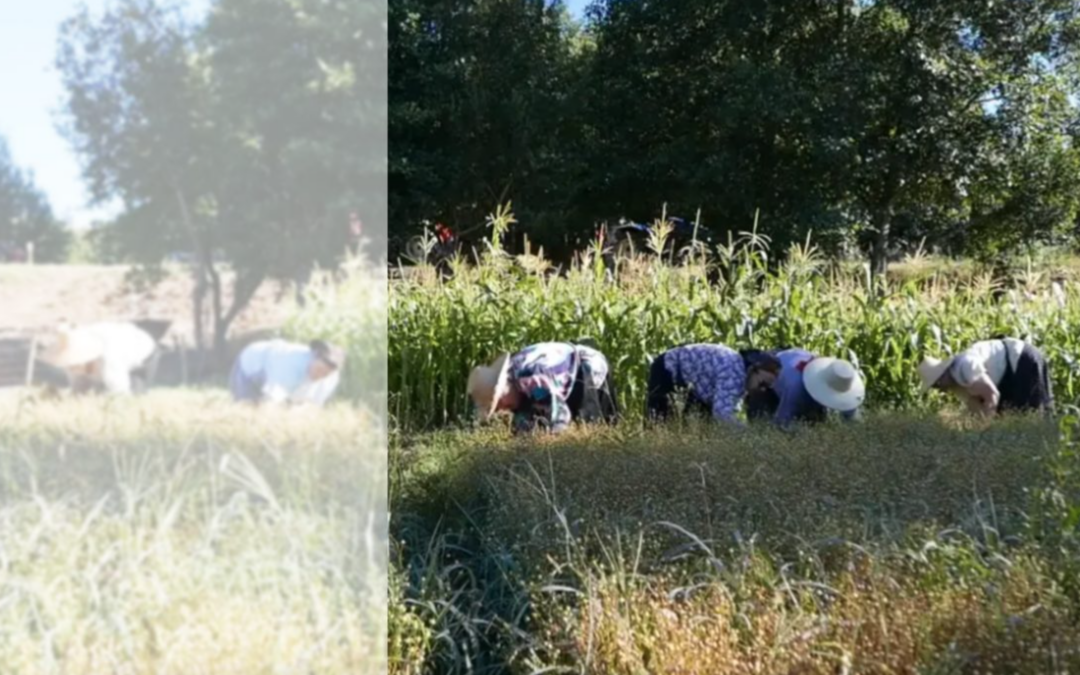 Como aumentar a visibilidade e a participação — cívica e associativa — das mulheres agricultoras?